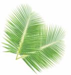 Coconut Leaf Isolated On White Background Stock Photo