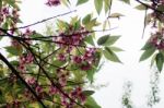 Sakura On Tree At Sky Stock Photo