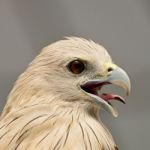 Brahminy Kite Stock Photo