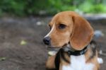 Portrait Of A Cute  Beagle Dog Stock Photo