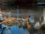 Cormorant Standing On A Fallen Tree Stuck In The Weir On The Riv Stock Photo