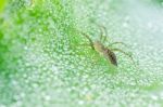 Spider With Water Drops Stock Photo