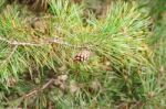 Pine Branch With Cone Closeup Stock Photo