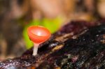 Champagne Mushroom Stock Photo