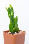 The Cactus: Schlumbergera Stock Photo