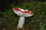 A Damaged Toadstool Stock Photo