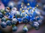 Blue Hydrangea Buds Stock Photo