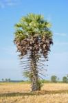 Sugar Palm Stock Photo