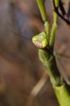 Mantis Religiosa Stock Photo