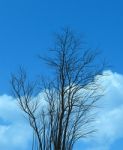 Acacia, A Group Of Young Trees On A Background Of The Sky Stock Photo