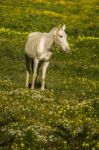 White Horse On A Landscape Field Of Yellow Flowers Stock Photo