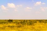 Landscape In Botswana Stock Photo