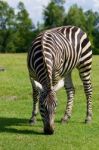 Zebra's Background Stock Photo