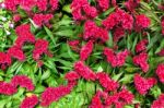 Violet Cockscomb Chinese Wool Flower Background Stock Photo