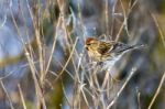 Common Redpoll (carduelis Flammea) Feeding On Plant Seeds Stock Photo