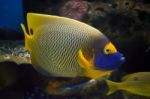 Angel Fish Stock Photo