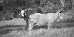 Country Cows Stock Photo