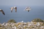 Young Seagulls Near The Cliffs Stock Photo