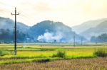 Close Up Rice Fields On Terraced Of Yellow Green Rice Field Landscape Stock Photo