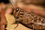 Brown Grasshopper Stock Photo