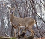 Beautiful Background With A Wild Deer Stock Photo