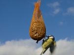 Blue Tit Stock Photo