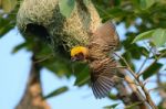 Male Baya Weaver Stock Photo