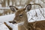 Beautiful Isolated Image With A Wild Deer In The Snowy Forest Stock Photo