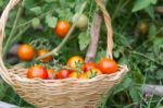 Plantation Of Tomatoes In The Organic Garden Stock Photo