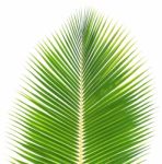 Coconut Leaf Isolated On White Background Stock Photo