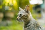 Cat Portrait Stock Photo