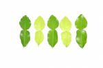 Kaffir Lime Leaves Stock Photo