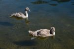 Cygnets Illuminated In The Sunshine On Lake Hallstatt Stock Photo