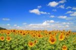 Sunflower Field Stock Photo