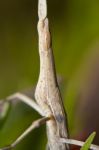 Weird Grasshoppper Stock Photo