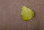 Boh Leaf On Old Fabric Background Stock Photo