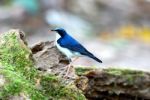 Male Siberian Blue Robin Stock Photo