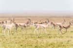 Impala Antelope In Africa Stock Photo