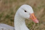 Beautiful Isolated Image Of A Wild Snow Goose Stock Photo