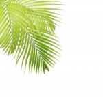 Palm Leaf Isolated On White Background Stock Photo