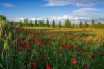 Poppy Field In Tuscany Stock Photo