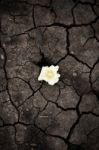 Cotton Field In The Countryside Stock Photo