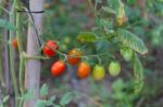 Plantation Of Tomatoes In The Organic Garden Stock Photo