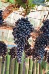 Bunches Of Grapes Hang From A Vine Stock Photo