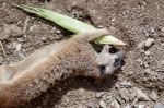 Meerkat Or Suricate (suricata Suricatta) Stock Photo