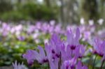 The Cyclamen Blooming In Israel	 Stock Photo