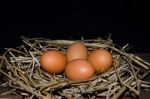 Chicken Eggs Stock Photo