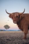 Highland Cow On The Farm Stock Photo