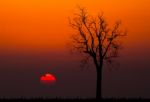 Silhouettes Of Dead Tree Against Sunset Background Stock Photo