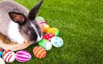 Rabbit And Easter Eggs In Green Grass Stock Photo